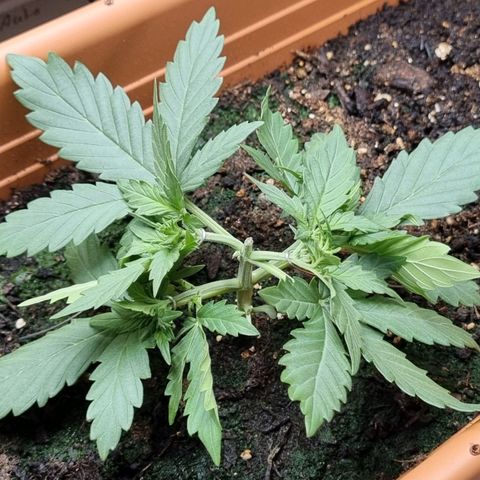 Amnesia Haze Auto growlog timeline photo