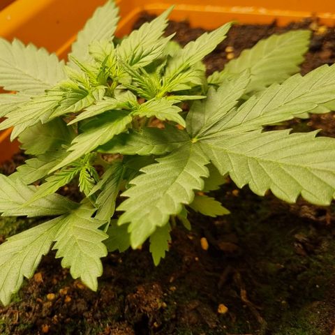 Amnesia Haze Auto growlog timeline photo
