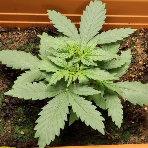 Amnesia Haze Auto growlog timeline photo