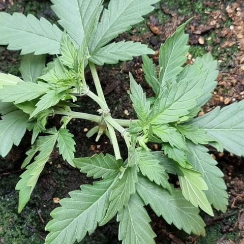 Amnesia Haze Auto growlog timeline photo
