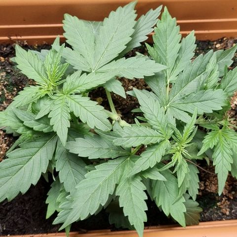 Amnesia Haze Auto growlog timeline photo