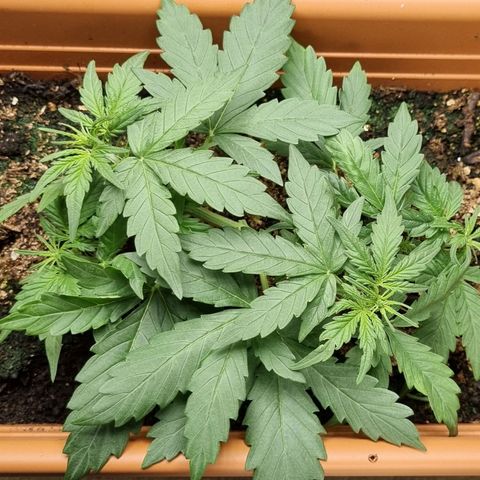 Amnesia Haze Auto growlog timeline photo