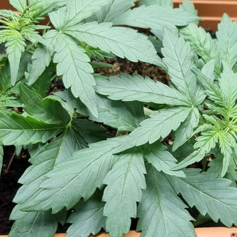 Amnesia Haze Auto growlog timeline photo
