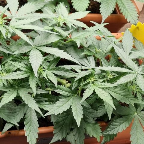 Amnesia Haze Auto growlog timeline photo