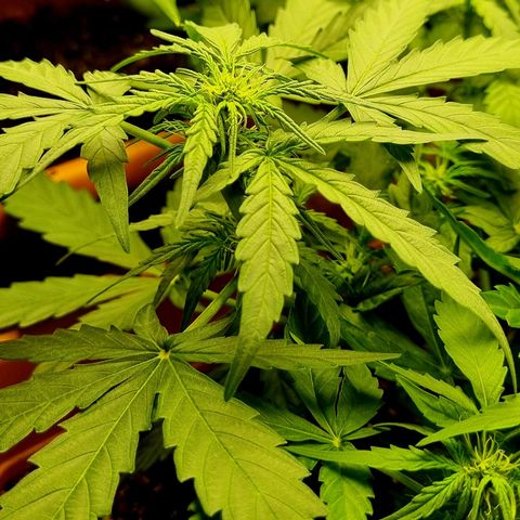 Amnesia Haze Auto growlog timeline photo