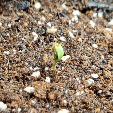 Medusa F1 Auto growlog photo: Abends