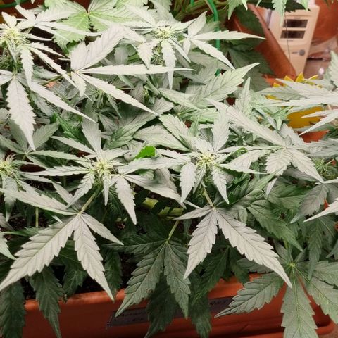 Amnesia Haze Auto growlog timeline photo