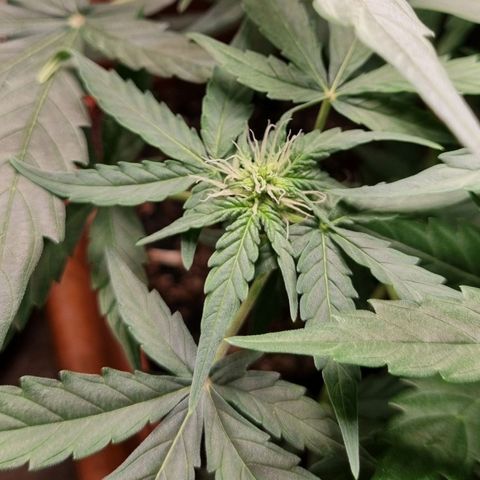 Amnesia Haze Auto growlog timeline photo