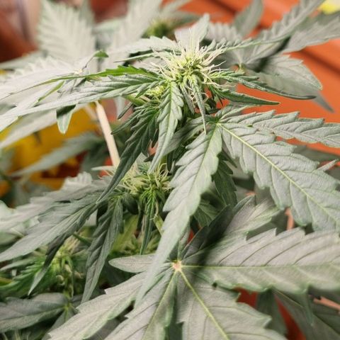 Amnesia Haze Auto growlog timeline photo