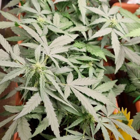 Amnesia Haze Auto growlog timeline photo
