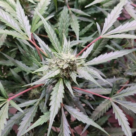 Royal Bluematic growlog timeline photo