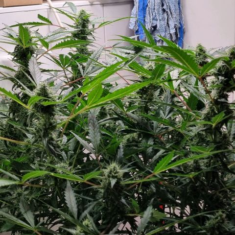 Royal Bluematic growlog timeline photo