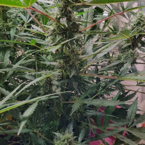 Royal Bluematic growlog timeline photo