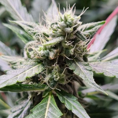 Royal Bluematic growlog timeline photo
