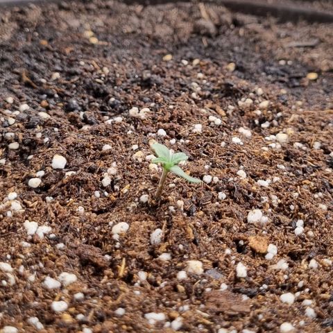 Medusa F1 Auto growlog timeline photo
