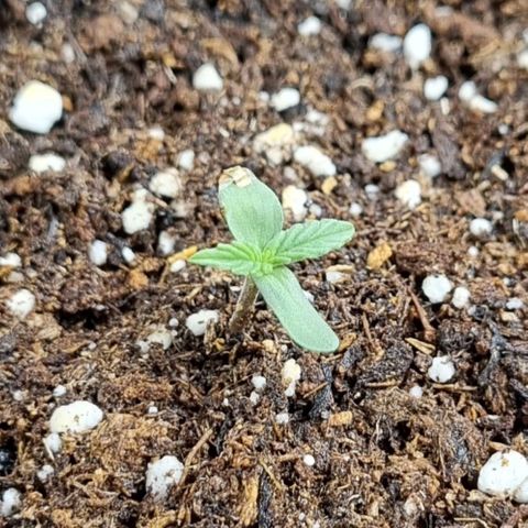 Medusa F1 Auto growlog timeline photo
