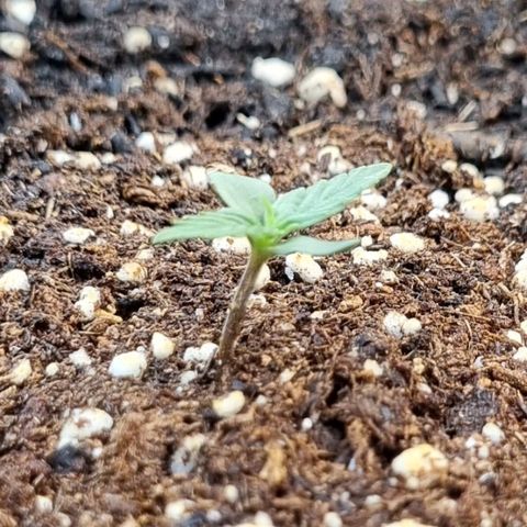 Medusa F1 Auto growlog timeline photo
