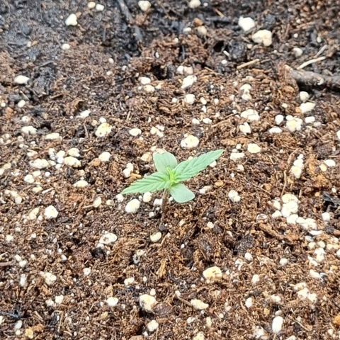 Medusa F1 Auto growlog timeline photo