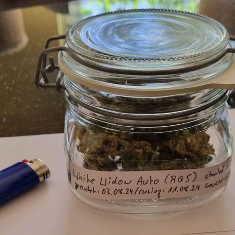 White Widow Automatic growlog timeline photo