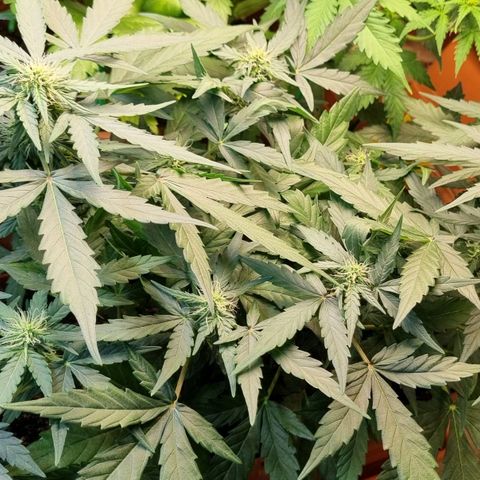 Amnesia Haze Auto growlog timeline photo