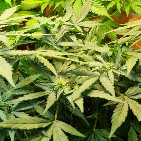 Amnesia Haze Auto growlog timeline photo