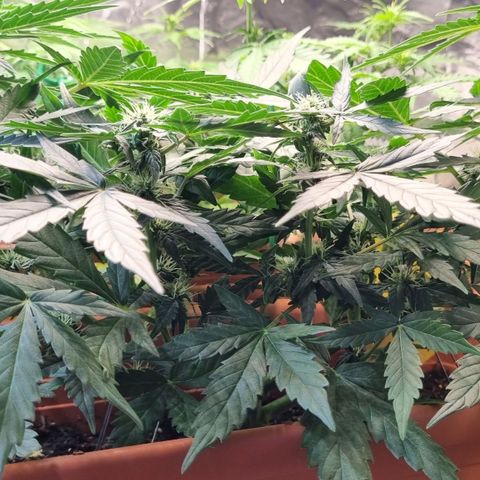 Amnesia Haze Auto growlog timeline photo