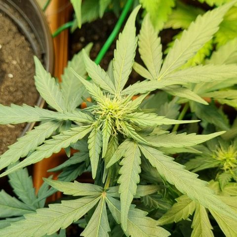 Amnesia Haze Auto growlog timeline photo