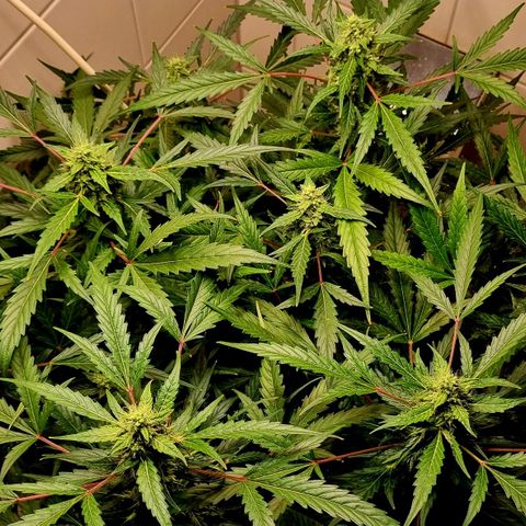 Royal Bluematic growlog timeline photo