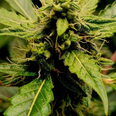 Royal Bluematic growlog timeline photo