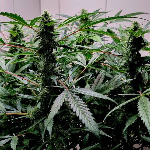 Royal Bluematic growlog timeline photo