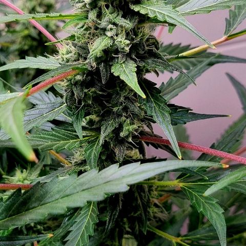 Royal Bluematic growlog timeline photo