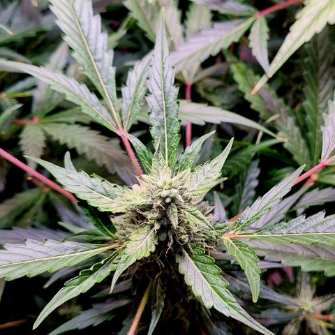 Royal Bluematic growlog timeline photo