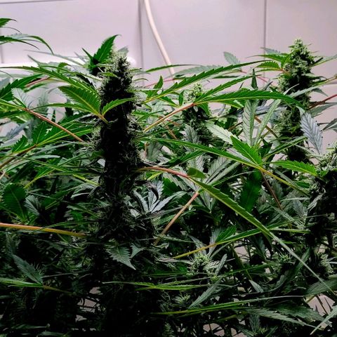 Royal Bluematic growlog timeline photo