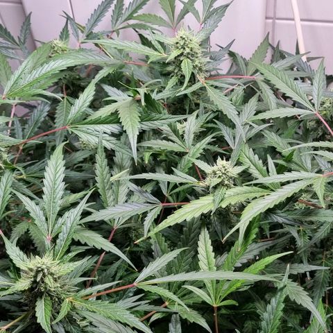 Royal Bluematic growlog timeline photo