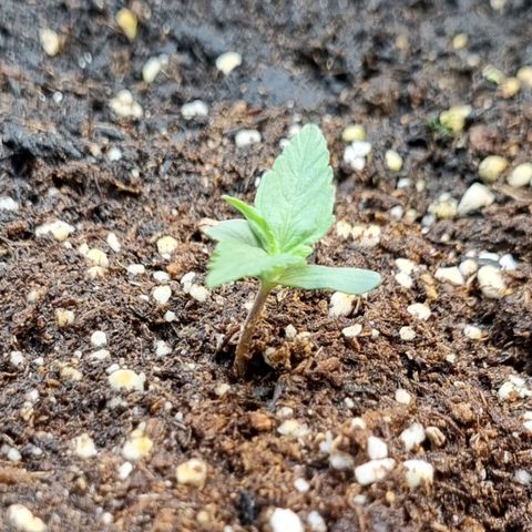 Medusa F1 Auto growlog timeline photo