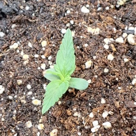 Medusa F1 Auto growlog timeline photo