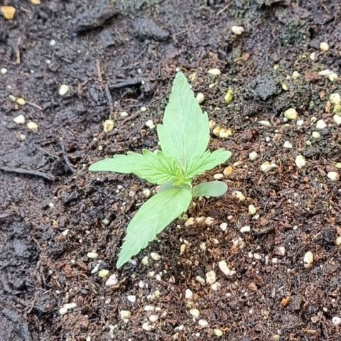 Medusa F1 Auto growlog timeline photo