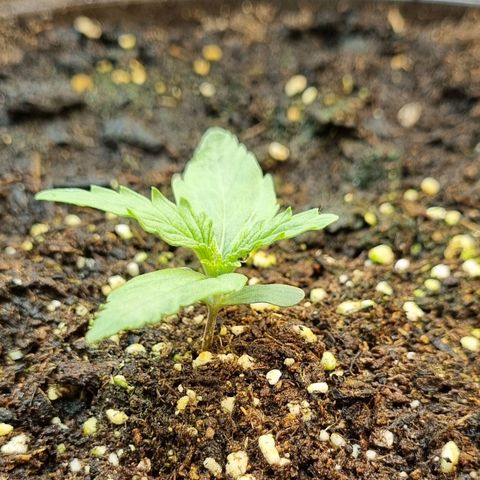 Medusa F1 Auto growlog timeline photo