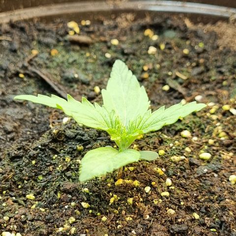 Medusa F1 Auto growlog timeline photo