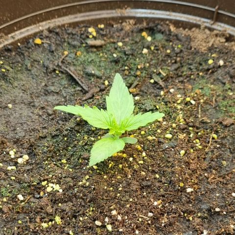 Medusa F1 Auto growlog timeline photo