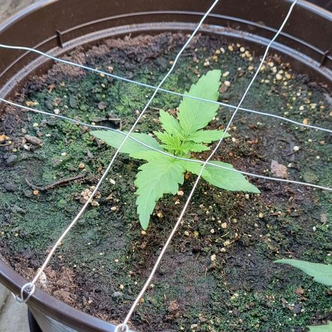 Medusa F1 Auto growlog photo: Hilfs-Drähte für anstehende LSTs