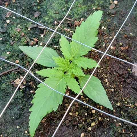 Medusa F1 Auto growlog photo: Hilfs-Drähte für anstehende LSTs