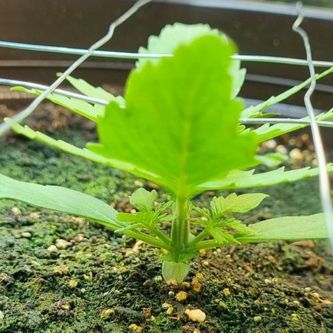 Medusa F1 Auto growlog photo: Erstes Topping