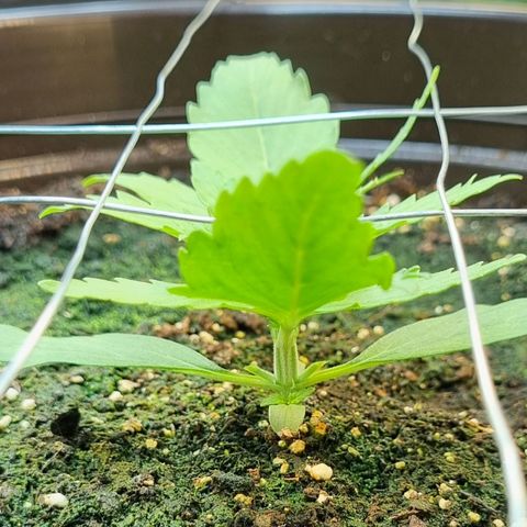 Medusa F1 Auto growlog photo: Erstes Topping