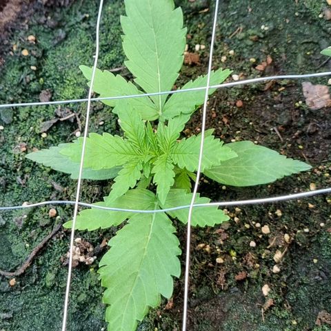 Medusa F1 Auto growlog photo: Erstes Topping