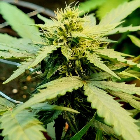 Amnesia Haze Auto growlog timeline photo