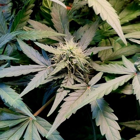 Amnesia Haze Auto growlog timeline photo