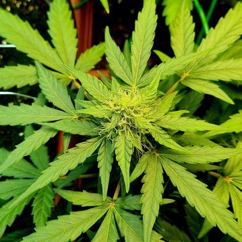 Amnesia Haze Auto growlog timeline photo