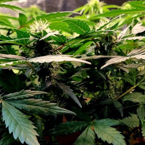 Amnesia Haze Auto growlog timeline photo