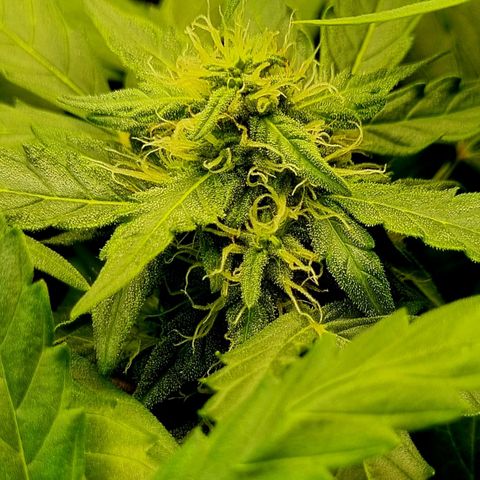 Amnesia Haze Auto growlog timeline photo
